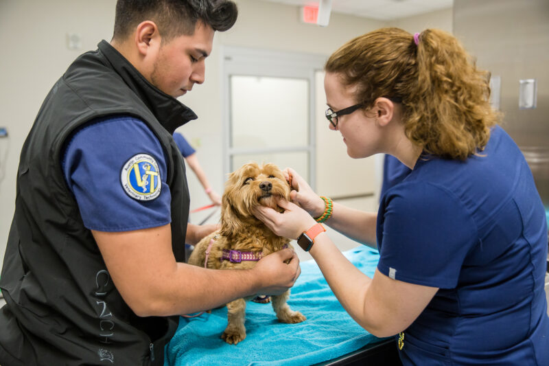 ACC students practice blood drawing on dogs